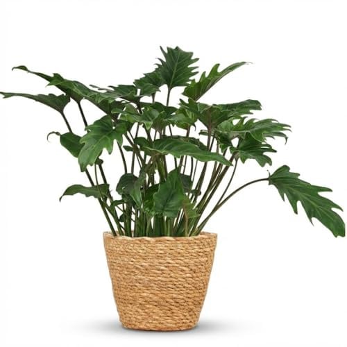 Philodendron - Philodendron Xanadu - Grün - Pflegeleicht - mit Korb - 50-60cm - Ø19cm - Zimmerpflanze - Immergrün