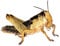 Heuschrecken Subadult Portion ca. 100 Stück