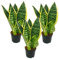Exotenherz - 3er Set Sanseveria laurentii trafasciata - grüngelber Bogenhanf - 9cm Topf, ca. 20-25cm Gesamthöhe