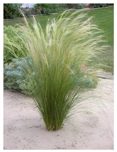 1 x Stipa tenuissima 'Pony Tails' im 1 Liter Topf (Ziergras/Gräser/Winterhart/Mehrjährig/Staude/Stauden) Federgras - Leichtigkeit und Eleganz in jedem Garten - von Stauden Gänge
