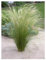 1 x Stipa tenuissima 'Pony Tails' im 1 Liter Topf (Ziergras/Gräser/Winterhart/Mehrjährig/Staude/Stauden) Federgras - Leichtigkeit und Eleganz in jedem Garten - von Stauden Gänge
