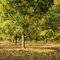 Luojuny Herznusssamen, 5 Stück Herznusssamen, Walnussbaum, Garten, Park, Bauernhof, Hinterhof, einfach zu züchtende Pflanzendekoration Herznuss-Samen