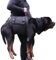 Hundehebegeschirr für große Hunde, Ganzkörper-Hundetragetasche mit Griff, zur Unterstützung der Hinterbeine/Gelenkverletzungen/Arthritis von Hunden (Schwarz, XXL)