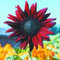 50 Piezas Semillas de Girasol para Sembrar, Semillas Girasol, Semillas Flores, Semillas de Flores, Semillas Flores Exterior, Semillas Plantas Para Jardín, patio, granja (Morado oscuro)