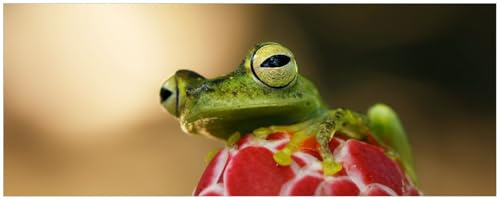 Wallario selbstklebendes Poster - Frosch sitzt auf Einer Knospe, Aufkleber in Premiumqualität, Klebefolie Größe: 50 x 125 cm