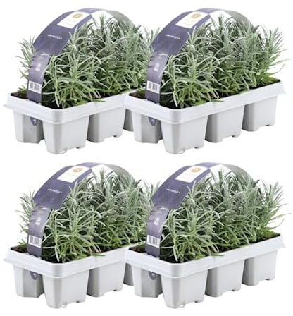 Plants by Frank Lavendel Pflanze 4 x 6er set Lavendel angustifolia-24 x Ø7 cm-15 cm-Lavendelpflanzen winterhart-echter lavendel-Gartenpflanzen-Lavendelstrauch-Lavendel Pflanze-duftlavendel
