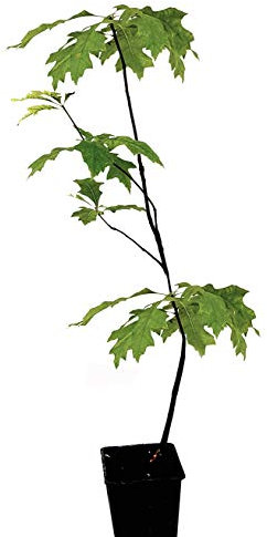 Seedeo® Sumpf-Eiche (Quercus palustris) Pflanze ca. 30 cm - 50 cm hoch