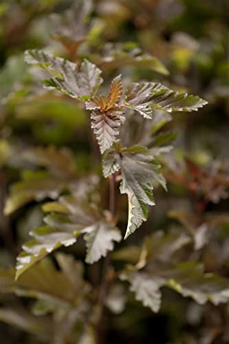 Physocarpus opulifolius 'Red Baron' 100–125 cm – Winterhart, Mehrjährig, Pflegeleicht – Blasenspiere – Heckenpflanze für Garten & Sichtschutz