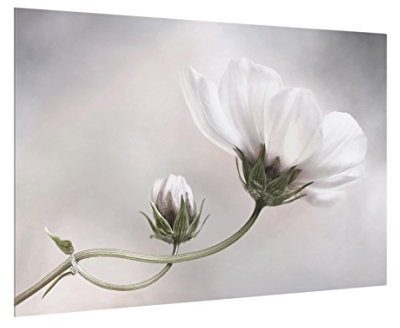 micasia Glas Spritzschutz inkl. Aufhängung 4 mm starke Küchenrückwand Blumen Glasrückwand - Made in Germany - Modern ESG Wandpaneel beige Küche Herd Küchenspiegel 1540 (90x59cm)