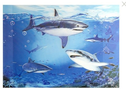 Novelty - 3D Poster Sharks