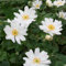 Herbst-Anemone, Anemone japonica 'Whirlwind'