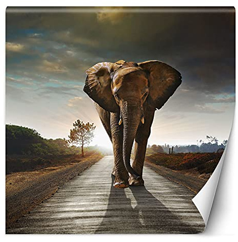 Feeby Vlies Fototapete Uv Gel Druck Elefant Sonnenuntergang 250x250 cm Braun Schlafzimmer Wohnzimmer Büro Hotel Flur Abstrakt Straße Afrika