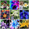Lilium martagon zwiebeln,winterharte,lilien deko,lilien im topf,lilie riesen,lilie,lilien zwiebeln forever susan,duft lilien,lilien knollen,lilien zwiebeln winterhart mehrjährig.-6 zwiebeln-A