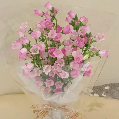 glockenblumen samen mehrjährig - samen zimmerpflanzen blumen samen glockenblume sommerblumen samen kübelpflanzen - Seltene Pflanzen serie - balkonpflanzen balkonblumen exotische 40pcs