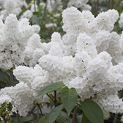 Haloppe 50 Unids Japonés Lila Árbol Flores Plantas Semillas para la Plantación de Jardín en Casa, Blanco Japonés Lila Semillas Clavo Flor Hogar Jardín Balcón Bonsai Decoración Semillas