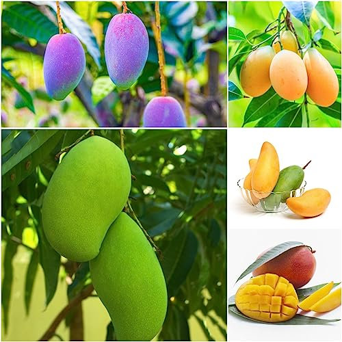 3 pcs mango samen zum pflanzen - obst frisch pflanztopf winterharte stauden mehrjährig mangobaum,Mangifera indica bonsai baum pflanzenkübel spezielle samen zwergobstbäume kräutergarten