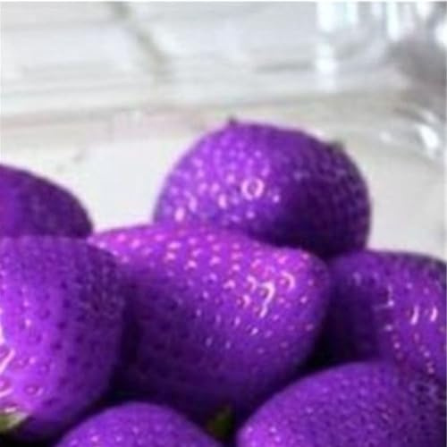 Luojuny Semillas de Fresa, 100 Piezas Semillas de Fresa Dulce Multicolor Jardín de su casa Granja Siembra Planta frutal Violeta Semillas de Fresa