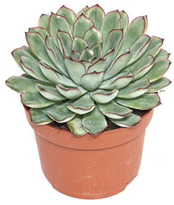 Exotenherz - Echeveria pulidonis - grosse Pflanze im 12cm Topf