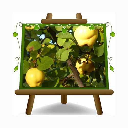 EURO PLANTS VIVAI Pommier Cognassier Champion Plante Fruitière Âge 4 ans | pot 26 cm Hauteur maximale 180 cm