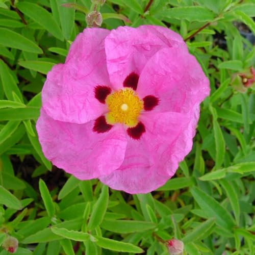 Plant Theory Rock Rose Cistus x Purpureus Shrub Plant 2L Pot