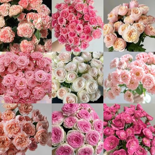150 pcs Rosensamen gartenblumen, winterharte pflanzen für garten Rosensamen Zum Pflanzen schattenpflanzen winterharte kübelpflanzen frühlingsblumen, winterharte kübelpflanzen bio