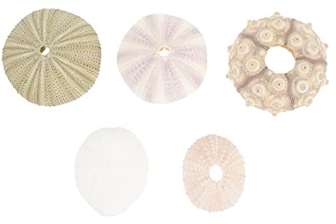 WOONEKY 5St Seeigelschale Seeigel-Luftpflanze Fisch Aquarium Dekoration Strand Meer Dekor Aquarium-Dekor wohnungseinrichtung wohnungsdeko Seeigel-Dekore Shell Handwerk Ornamente Hülse