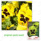 35 Samen/Pack, Stiefmütterchen Samen, Viola tricolor Blume, Gemüsesamen Balkon Topf Gemüse, Topf Patio Blumen