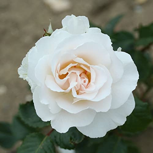 Plant Theory Margaret Merril Floribunda Rose Bush Exceptionally Fragrant Flowers 4L Pot