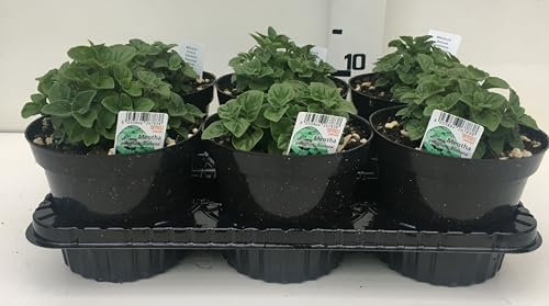 Pianta di menta romana su vaso cm 14 in confezione da 6 piante