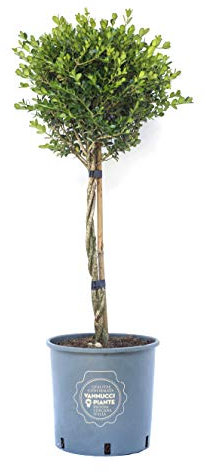 Vannucci Piante - Buxus microphylla 'Faulkner', Bosso, Pianta da terrazzo, Pianta formata, Mini alberetto
