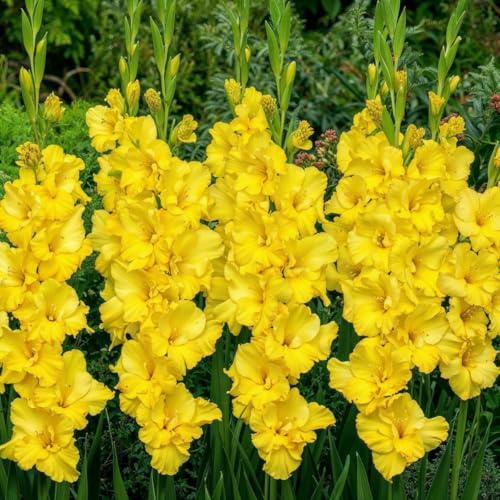Bulbi Fiori Perenni da Esterno - 10 Bulbi Gladiolo Giallo - Piante e fiori esclusivi dall’Olanda - per giardino e vaso (grandi, non semi, non artificiali)