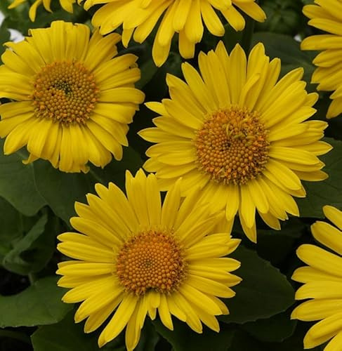 Gemswurz Leonardo Compact - Doronicum orientale - lebende Gartenpflanze aus den Baumschulen