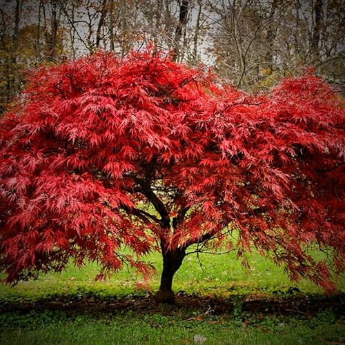 Acer palmatum Atropurpureum Japanischer Ahorn-Laubbaum Ahornbaum Ahorn in Topf P9 50-70cm