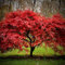 Acer palmatum Atropurpureum Japanischer Ahorn-Laubbaum Ahornbaum Ahorn in Topf P9 50-70cm