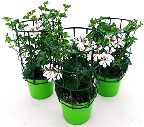 POWERS TO FLOWERS - GERANIO PARIGINO BIANCO HERCULES, PELARGONIUM, 3 PIANTE VASO 14, piante vere