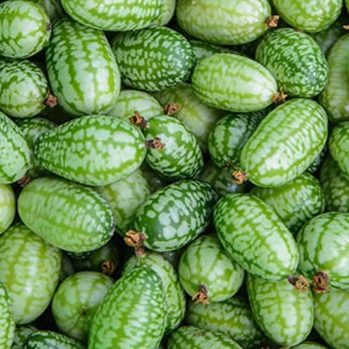 Haloppe 100 Stück Cucamelon-Fruchtsamen für die Bepflanzung des Hausgartens, Mini-Wassermelonen-Cucamelon-Samen, Obstpflanze, Hausgarten, Hof Cucamelon-Samen
