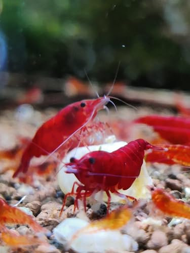 Garnelenglück - Garnelen in diversen Farben und Muster - 5 Stück (Bloody Mary Sakura - Neocaridina - tiefrot)