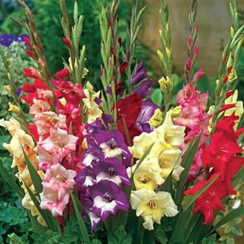 Perfekt FüR Schnittblumen,Gladiolenzwiebeln,Natürlich,Groß,Gartenblumen,Seltene Pflanzen,Winterharte Zwiebeln,Lebende Pflanzen-15 Zwiebeln-D