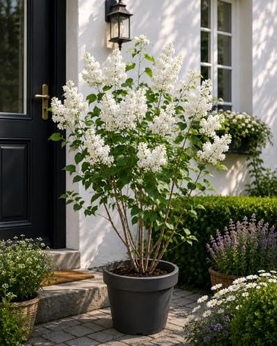 Syringa vulgaris 'Alba' Weißer Flieder ca. 100 cm – Winterharter Edel-Flieder, stark duftender Gartenstrauch, weiße Blüten, Bienenweide, Solitär- & Heckenpflanze für Garten und Terrasse