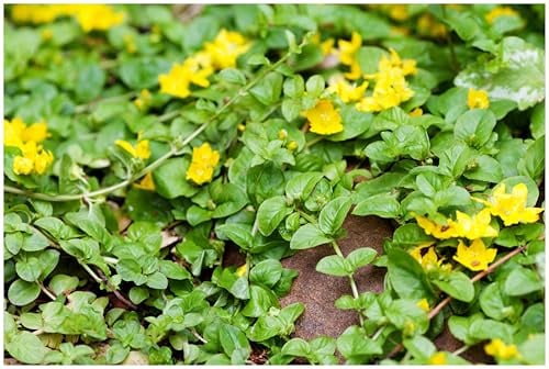 Stauden Gänge 1 x Lysimachia nummularia Pfennigkraut winterhart | Winterharter Bodendecker für Sonne bis Halbschatten, Blüte Mai bis Juli, mehrjährig, 9x9 cm Topf