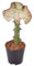 Euphorbia lactea Cristata rojo - 30 cm - ø10,5