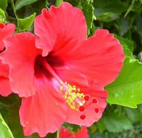 Pianta Hibiscus Rosa Sinensis