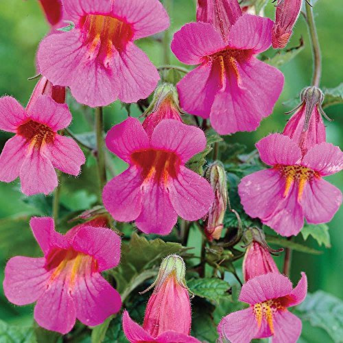 Chinese Foxglove Flower Seeds Hardy Perennial 50 Seeds