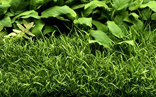 Tropica Aquarium Pflanze Lilaeopsis brasiliensis Wasserpflanzen Topf Nr.040 Aquariumpflanzen