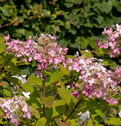 Rispenhortensie Switch Ophelia 40-60cm - Hydrangea paniculata - Gartenpflanze