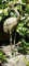 BWA Cast Iron Freestanding Garden Ornament Sculpture Of A Heron