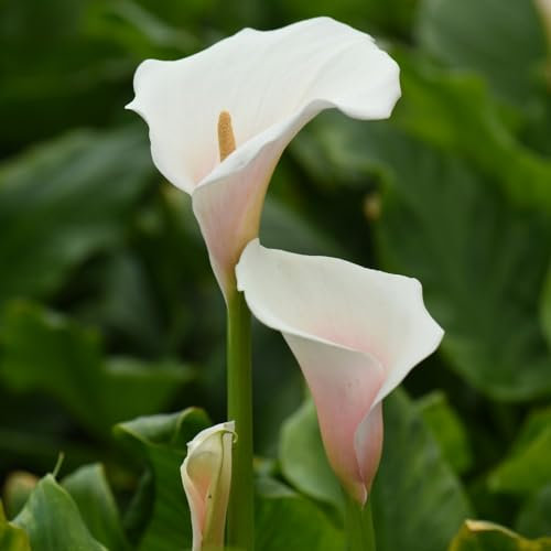 Arum Lily 'Pink Splash' Seeds - Spectacular Pink-Fluted Spathes for Stunning Garden Displays - British Bred Lily Ideal for Patios, Containers, and Cut Flowers 1x Seed Packet by Thompson & Morgan