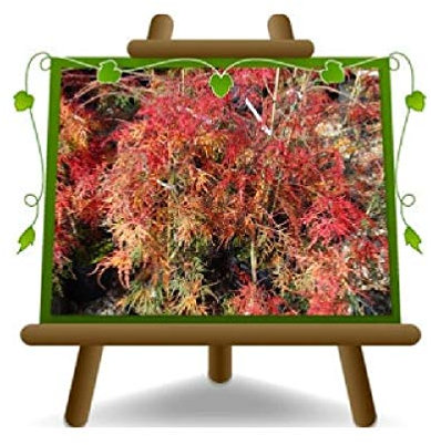 Ahorn Palmato Acer Dissectum Inaba Shidare Ornamentpflanzen auf Topf 22 cm - Höhe 50 cm