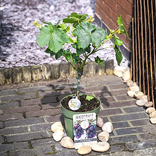 Easy Plants - 1 pianta rampicante resistente in piedi con traliccio di uva rossa, in vaso da 21 cm
