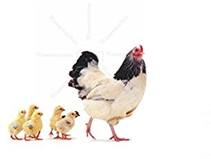 15cm! Aufkleber-Folie Wetterfest Made IN Germany Huhn mit Küken T07-UV&Waschanlagenfest-Auto-Sticker Decal Profi Qualität farbig Digital-Schnitt!